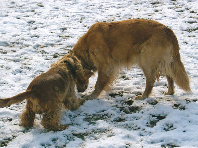 Hunde schnuppern im Schnee